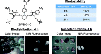 Graphical abstract: Central C–C bonding increases optical and chemical stability of NIR fluorophores