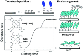 Graphical abstract: Structure and growth mechanism of self-assembled monolayers of metal protoporphyrins and octacarboxylphthalocyanine on silicon dioxide