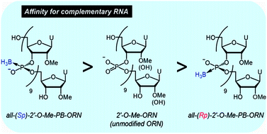 Graphical abstract: Enhancement of the affinity of 2′-O-Me-oligonucleotides for complementary RNA by incorporating a stereoregulated boranophosphate backbone