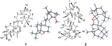 Graphical abstract: Valeriadimers A–C, three sesquiterpenoid dimers from valeriana officinalis var. latifolia