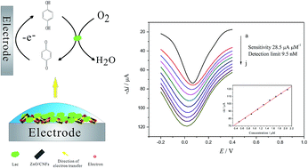 Graphical abstract: Direct electrochemistry of laccase and a hydroquinone biosensing application employing ZnO loaded carbon nanofibers