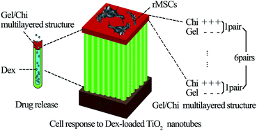 Graphical abstract: Influence of dexamethasone-loaded TNTs on the proliferation and osteogenic differentiation of rat mesenchymal stem cells