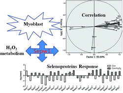 Graphical abstract: Different responses of selenoproteins to the altered expression of selenoprotein W in chicken myoblasts