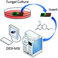 Graphical abstract: Mass spectrometry imaging of secondary metabolites directly on fungal cultures