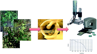 Graphical abstract: A natural broad-spectrum sunscreen formulated from the dried extract of Brazilian Lippia sericea as a single UV filter