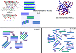 Graphical abstract: Structural studies of adsorbed protein (betalactoglobulin) on natural clay (montmorillonite)