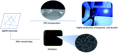 Graphical abstract: Transparent conductive silver nanowire electrodes with high resistance to oxidation and thermal shock