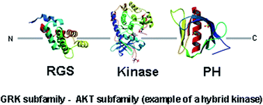 Graphical abstract: Typical and atypical domain combinations in human protein kinases: functions, disease causing mutations and conservation in other primates