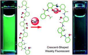 Graphical abstract: A conformationally switchable fluorescent oligophenol foldamer for selective sensing of copper(ii) ions