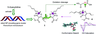 Graphical abstract: Miniolins A–C, novel isomeric furanones induced by epigenetic manipulation of Penicillium minioluteum