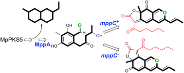 Graphical abstract: Delineating Monascus azaphilone pigment biosynthesis: oxidoreductive modifications determine the ring cyclization pattern in azaphilone biosynthesis