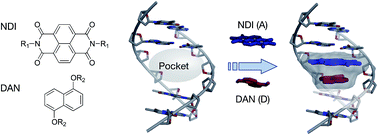 Graphical abstract: Formation of a charge transfer complex within a hydrophobic cavity in DNA