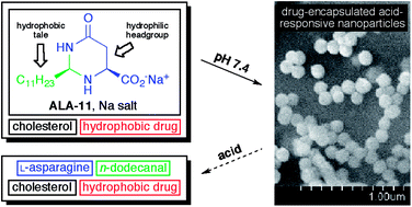 Graphical abstract: Acid-responsive nanospheres from an asparagine-derived amphiphile