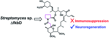 Graphical abstract: A non-immunosuppressive FK506 analogue with neuroregenerative activity produced from a genetically engineered Streptomyces strain