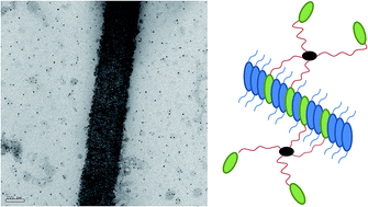 Graphical abstract: Synthesis and co-assembly of gold nanoparticles functionalized by a pyrene–thiol derivative