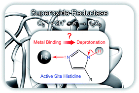 Graphical abstract: Metal-induced histidine deprotonation in biocatalysis? Experimental and theoretical insights into superoxide reductase