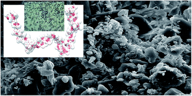 Graphical abstract: Molecular interactions of ethylcellulose with sucrose particles