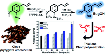 Graphical abstract: Thiol–ene adhesives from clove oil derivatives