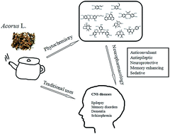 Graphical abstract: Acorus Linnaeus: a review of traditional uses, phytochemistry and neuropharmacology