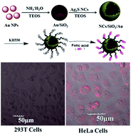 Graphical abstract: Gold nanoparticle-enhanced near infrared fluorescent nanocomposites for targeted bio-imaging