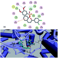 Graphical abstract: The design, synthesis, in vitro biological evaluation and molecular modeling of novel benzenesulfonate derivatives bearing chalcone moieties as potent anti-microtubulin polymerization agents