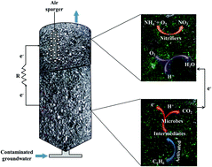 Graphical abstract: Harvesting electricity from benzene and ammonium-contaminated groundwater using a microbial fuel cell with an aerated cathode