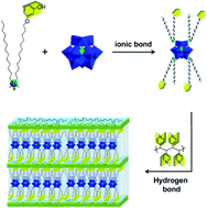Graphical abstract: Hybrid liquid crystal polymers from the self-assembly of poly(vinylpyridine) and polyoxometalates via multiple non-covalent bonds