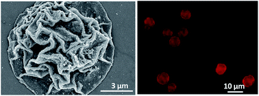 Graphical abstract: Preparation of elastic polyurethane microcapsules using CaCO3 microparticles as templates for hydrophobic substances loading