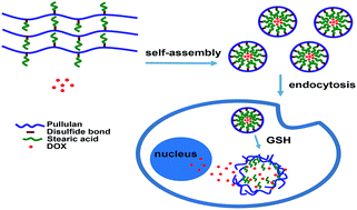 Graphical abstract: Novel reduction-sensitive pullulan-based micelles with good hemocompatibility for efficient intracellular doxorubicin delivery