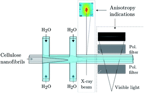 Graphical abstract: Online determination of anisotropy during cellulose nanofibril assembly in a flow focusing device