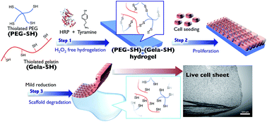 Graphical abstract: Enzyme-mediated preparation of hydrogels composed of poly(ethylene glycol) and gelatin as cell culture platforms