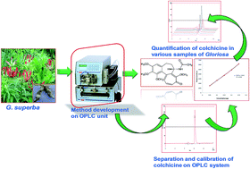 Graphical abstract: A validated over pressured layered chromatography (OPLC) method for separation and quantification of colchicine in Gloriosa superba (L.) tubers from different geographical regions