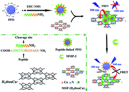Graphical abstract: Signal on fluorescence biosensor for MMP-2 based on FRET between semiconducting polymer dots and a metal organic framework