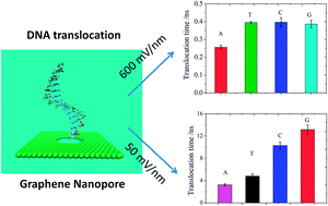 Graphical abstract: Molecular dynamics simulations indicate that DNA bases using graphene nanopores can be identified by their translocation times