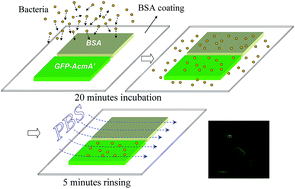 Graphical abstract: Laser-induced cross-linking GFP-AcmA′ bioprobe for screening Gram-positive bacteria on a biochip