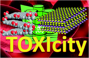 Graphical abstract: Toxicity of graphene related materials and transition metal dichalcogenides