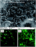 Graphical abstract: Novel magnetic nanocomposite injectables: calcium phosphate cements impregnated with ultrafine magnetic nanoparticles for bone regeneration
