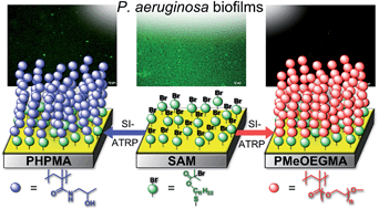 Graphical abstract: Suppressing Pseudomonas aeruginosa adhesion via non-fouling polymer brushes