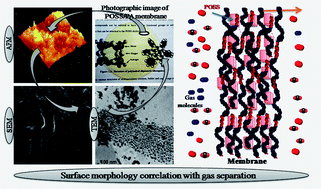 Graphical abstract: Polyhedral oligomeric silsesquioxane/polyamide bio-nanocomposite membranes: structure-gas transport properties