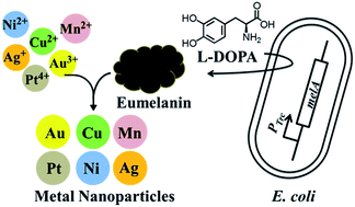 Graphical abstract: Biosynthesis and display of diverse metal nanoparticles by recombinant Escherichia coli