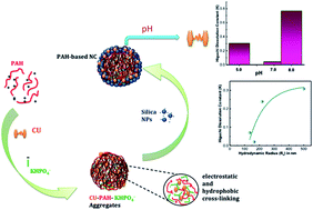 Graphical abstract: Curcumin associated poly(allylamine hydrochloride)-phosphate self-assembled hierarchically ordered nanocapsules: size dependent investigation on release and DPPH scavenging activity of curcumin