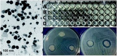 Graphical abstract: The synthesis of nano-silver/sodium alginate composites and their antibacterial properties