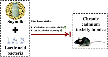 Graphical abstract: Protective effects of lactic acid bacteria-fermented soymilk against chronic cadmium toxicity in mice