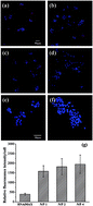 Graphical abstract: A naturally derived dextran–peptide vector for microRNA antagomir delivery