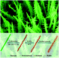 Graphical abstract: A facile solution-based approach to a photocatalytic active branched one-dimensional TiO2 array