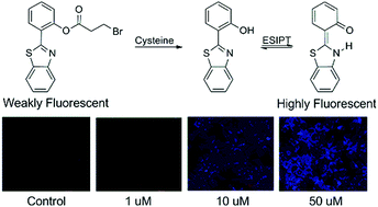 Graphical abstract: A selective fluorescent probe for cysteine and its imaging in live cells