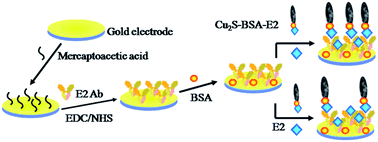 Graphical abstract: An ultrasensitive electrochemical immunosensor for determination of estradiol using coralloid Cu2S nanostructures as labels