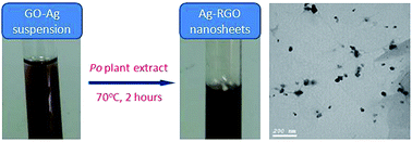Graphical abstract: Phytosynthesis of silver–reduced graphene oxide (Ag–RGO) nanocomposite with an enhanced antibacterial effect using Potamogeton pectinatus extract