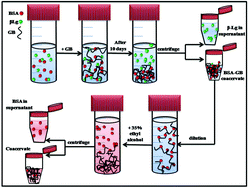 Graphical abstract: Interactions in globular proteins with polyampholyte: coacervation route for protein separation