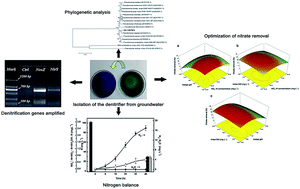 Graphical abstract: Heterotrophic nitrification and aerobic denitrification by a novel groundwater origin cold-adapted bacterium at low temperatures